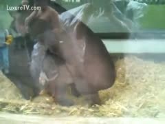 Exclusive episode of two large beasts fucking in this zoo sec clip